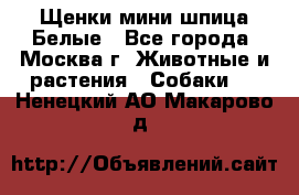 Щенки мини шпица Белые - Все города, Москва г. Животные и растения » Собаки   . Ненецкий АО,Макарово д.